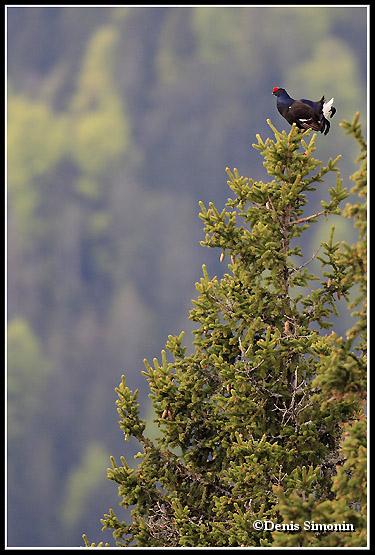  tétras lyre chantant perché